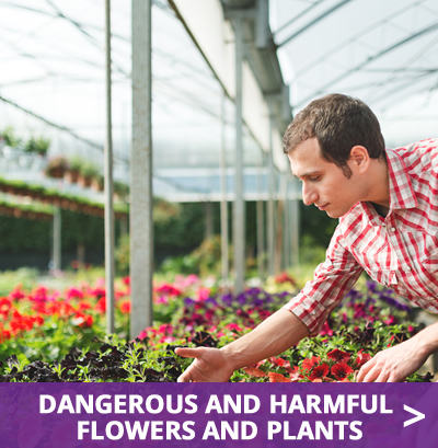 Dangerous and harmful flowers and plants