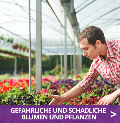 Gefährliche und schädliche Blumen und Pflanzen