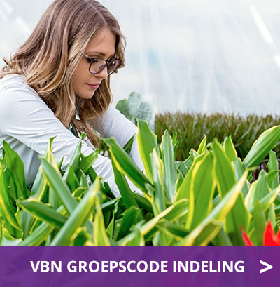 VBN-Groepscode-indeling